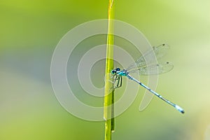 Azure Damselfly sitting