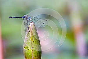 Azure damselfy posing on a white water lily bud