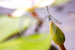 Azure damselfy resting on a bud