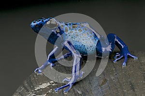 Azure dart frog / Dendrobates azureus