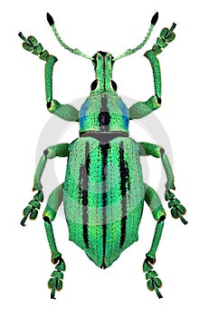 Azure exotic weevil (Eupholus cuvieri)