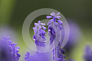 azure grape hyacinth focus stack