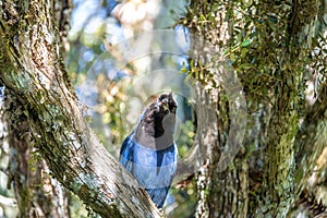 Azure Jay or Gralha Azul bird in Itaimbezinho Canyon at Aparados da Serra National Park - Cambara do Sul, Rio Grande do Sul, Brazi photo
