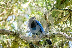 Azure Jay or Gralha Azul bird in Itaimbezinho Canyon at Aparados da Serra National Park - Cambara do Sul, Rio Grande do Sul, Brazi photo