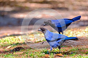 Azure Jay, Gralha Azul or Blue Jackdaw bird, Cyanocorax Caeruleus, Parque Estadual Rio Vermelho, Florianopolis, Brazil photo