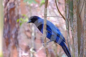 Azure Jay, Gralha Azul or Blue Jackdaw bird, Cyanocorax Caeruleus, Parque Estadual Rio Vermelho, Florianopolis, Brazil photo