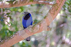 Azure Jay, Gralha Azul or Blue Jackdaw bird, Cyanocorax Caeruleus, Parque Estadual Rio Vermelho, Florianopolis, Brazil photo