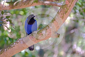 Azure Jay, Gralha Azul or Blue Jackdaw bird, Cyanocorax Caeruleus, Parque Estadual Rio Vermelho, Florianopolis, Brazil photo