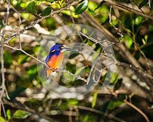 Azure Kingfisher