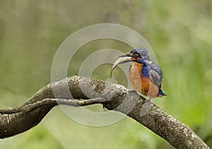 azure kingfisher (Ceyx azureus) with a fish in Queensland, Australia.