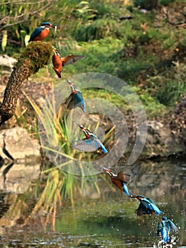 Azure kingfisher time lapse photo