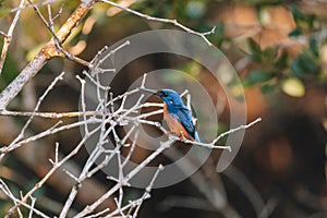 Azure Kingfishers perched on a tree branch watching over the lagoon