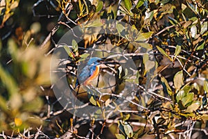 Azure Kingfishers perched on a tree branch watching over the lagoon