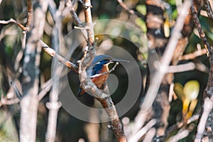 Azure Kingfishers perched on a tree branch watching over the lagoon