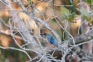 Azure Kingfishers perched on a tree branch watching over the lagoon