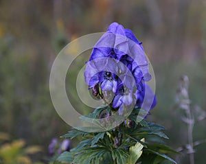 Azure Monkshood