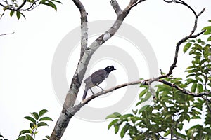 The azure-naped jay (Cyanocorax heilprini) in Colombia