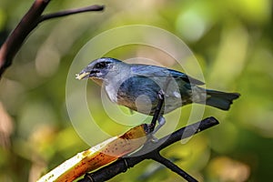 Azure-shouldered tanager, Folha Seca, Brazil photo