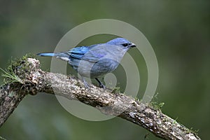Azure-shouldered tanager, Thraupis cyanoptera