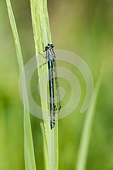 Azure, Southern damselfly, Coenagrion puella, dragonfly at lakes