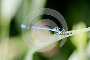 Azure, Southern damselfly, Coenagrion puella, dragonfly at lakesi