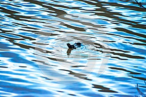 Azure Tranquility: The Elegance of Water's Surface