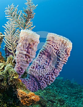 Azure vase sponge