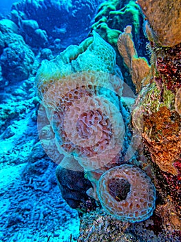 the azure vase sponge