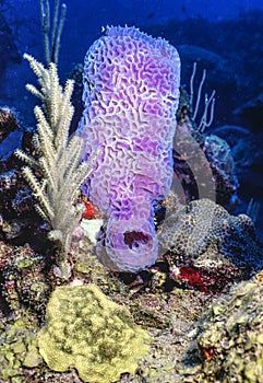 the azure vase sponge