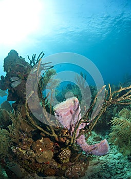 Azure Vase Sponge, Callyspongia plicifera