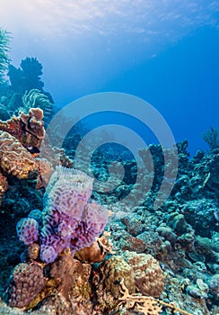 Azure vase sponge, Callyspongia plicifera