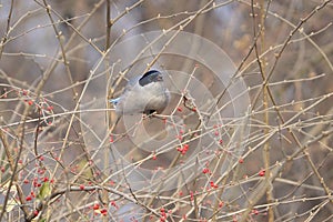 Azure-winged Magpie