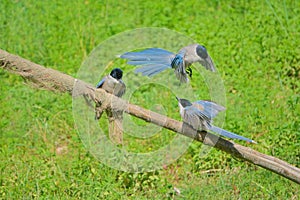 Azure-winged Magpie