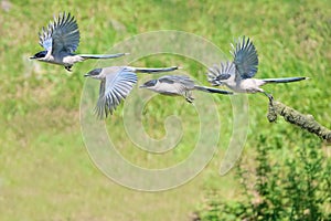 Azure-winged Magpie