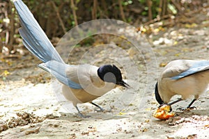 Azure-winged Magpie