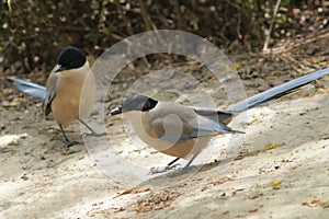 Azure-winged Magpie