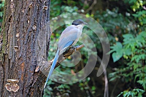 Azure-winged Magpie