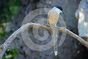 Azure-winged Magpie