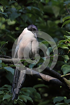 Azure-winged magpie