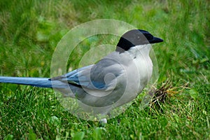 Azure-winged Magpie