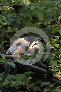 Azure winged magpie