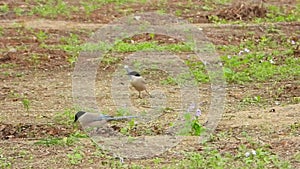 Azure winged Magpie