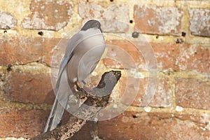 Azure winged magpie