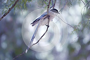 Azure-winged Magpie