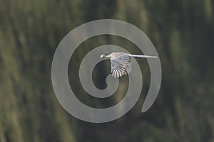 Azure-winged Magpie bird