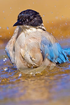 Azure-winged Magpie, Cyanopica cooki