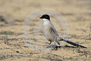 Azure-winged magpie, Cyanopica cyana