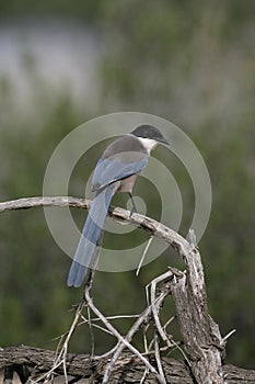 Azure-winged magpie, Cyanopica cyana