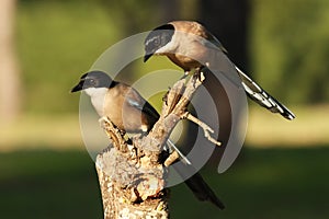 The azure-winged magpie Cyanopica cyanus, pair sitting on the branch