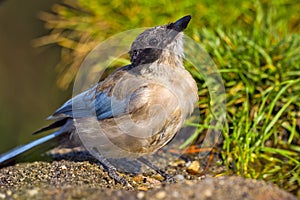 Azure-winged Magpie, Forest Pond, Mediterranean Forest, Spain